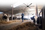 Cool Boss CB-16 HVLS industrial fan operating inside a livestock barn to improve airflow and comfort for dairy cows, with a farmer using a tablet beneath